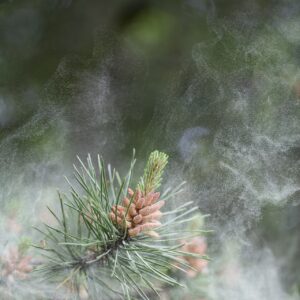 wanderung-foehrenwald